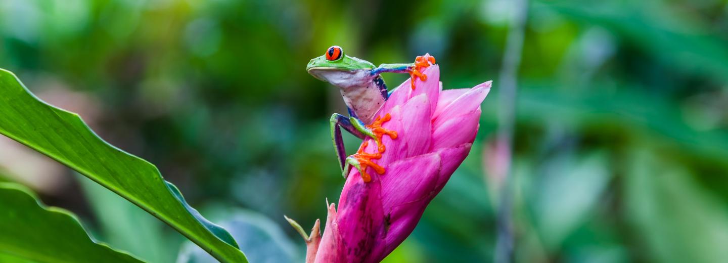 © Eurotours Costa Rica és Nicaragua vagy Panama – Körutazás és vitorlás körutazás