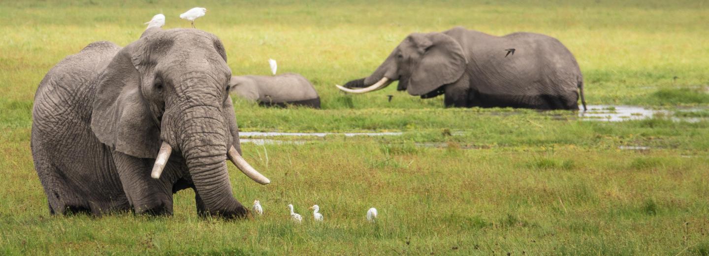 © Eurotours Uganda – Körutazás