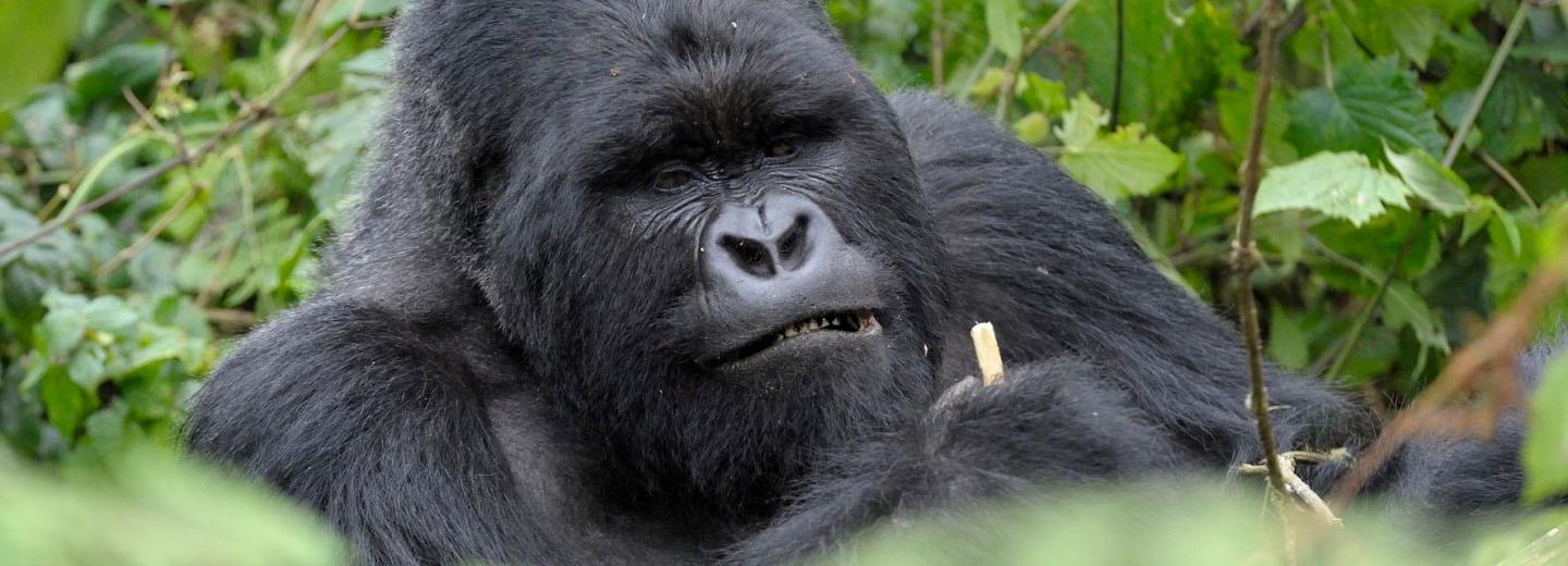 © Eurotours Uganda – Körutazás