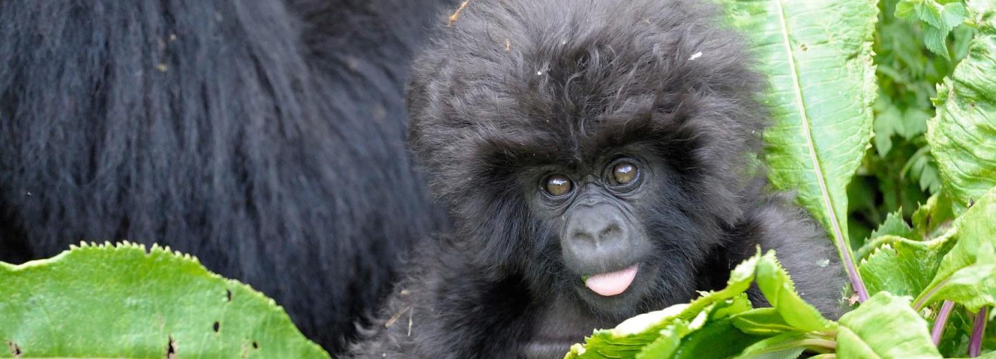 © Eurotours Uganda – Körutazás