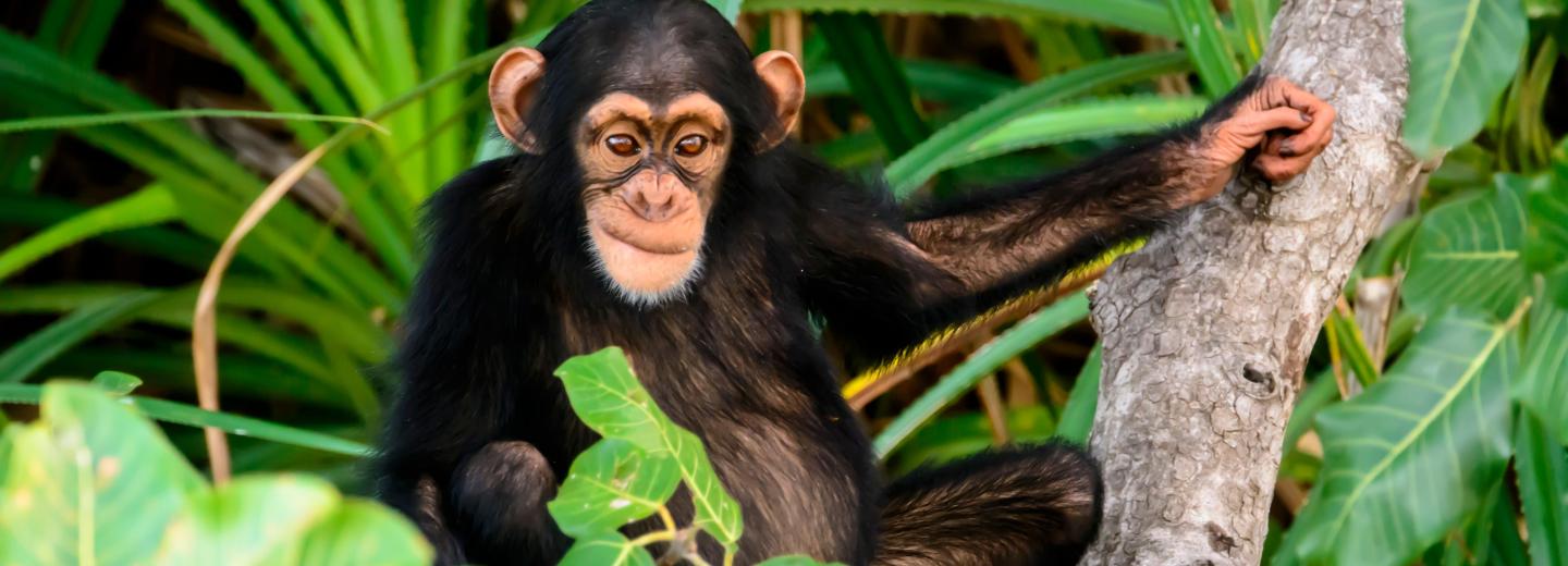 © Eurotours Uganda – Körutazás