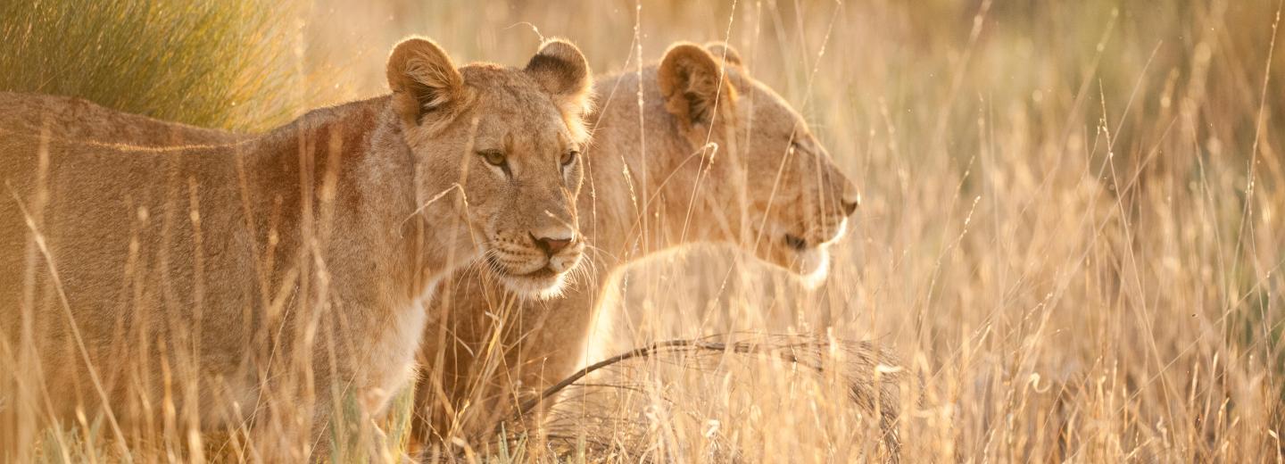 © Eurotours Olaszországból Dél-Afrikába – hajóút és körutazás