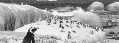 9685230/sudafrika-kaptstadt-pinguine-gettyimages-467972626-erweitert_1655110599555.jpg