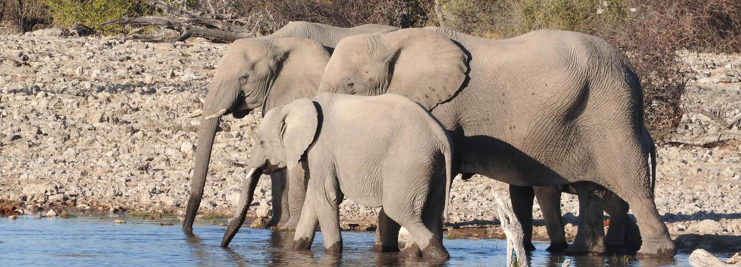 © Eurotours Kenya – fürdés és szafari