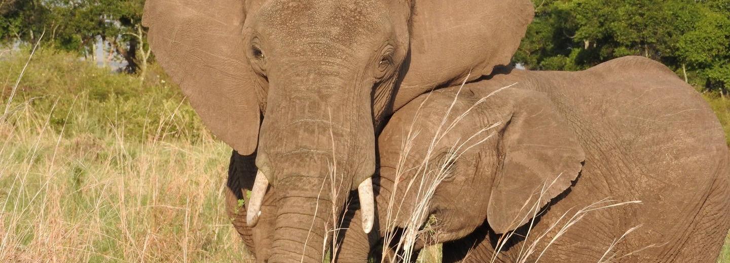 © Eurotours Kenya – fürdés és szafari