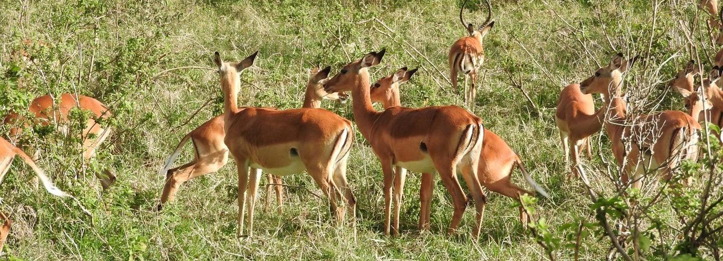 © Eurotours Kenya – fürdés és szafari