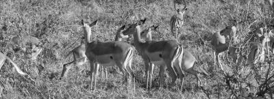 9689272/impalas_1657636454608.jpg