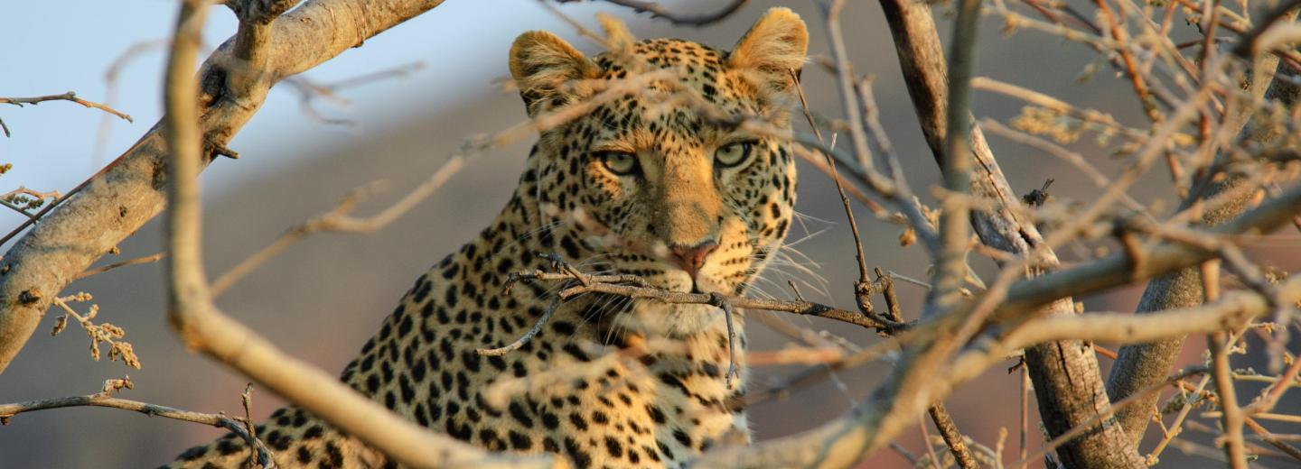 © Eurotours Kenya – fürdés és szafari
