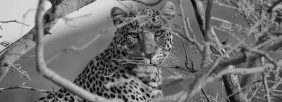 9689272/leopard-gettyimages-517516516_1657636679034.jpg