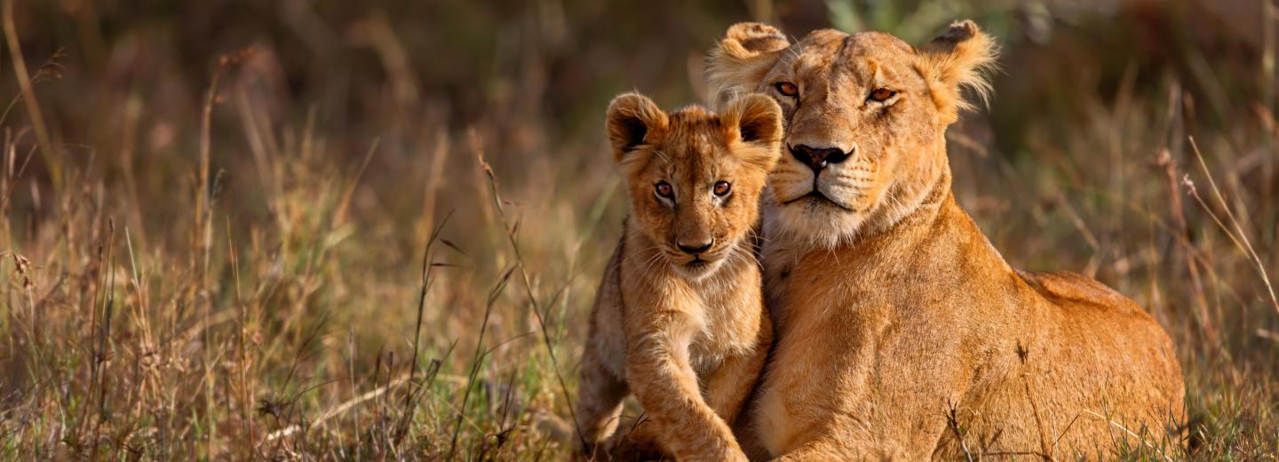 © Eurotours Kenya – fürdés és szafari