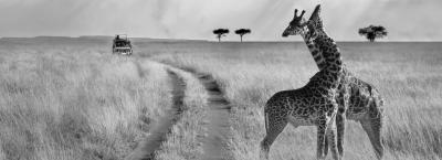 9689272/serengetinationalpark-safari-giraffen-gettyimages-906210770_1657636644845.jpg