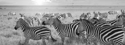 9689272/zebra-gettyimages-533345827_1657636662870.jpg
