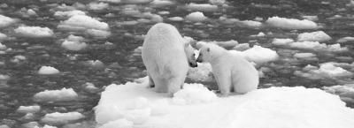 9699735/polar-bears-greenland-hgr-102712-photo-photo-competition_1664367981888.jpg