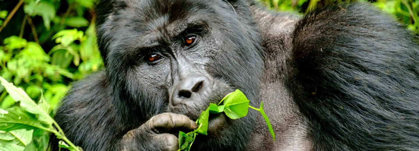 © Eurotours Uganda és Zanzibár – Körutazás és fürdőzés