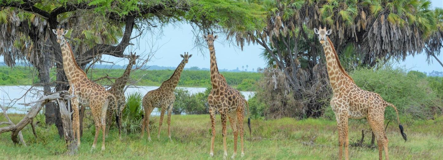© Eurotours Zanzibár – Szafari és fürdőzés