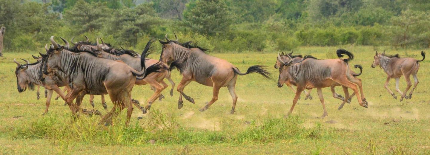 © Eurotours Zanzibár – Szafari és fürdőzés