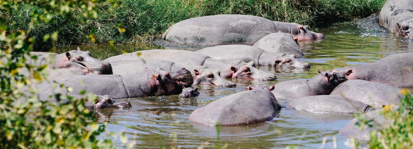 © Julieta Cavalleri Zanzibár – Szafari és fürdőzés