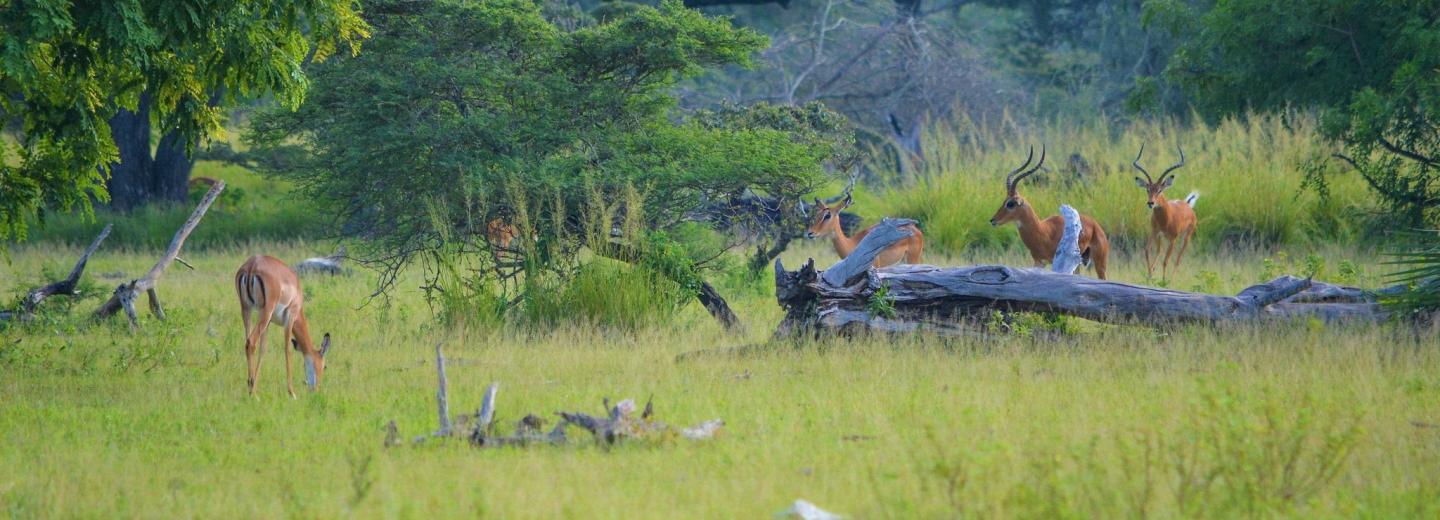 © Eurotours Zanzibár – Szafari és fürdőzés