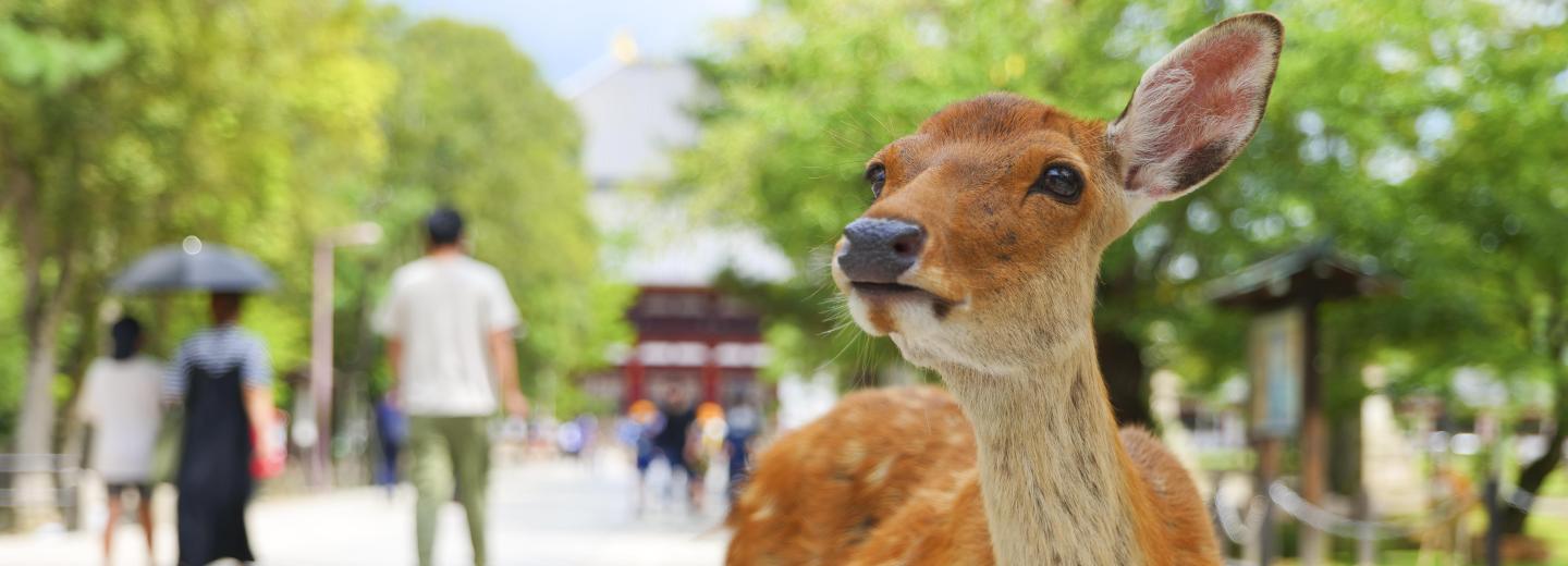 © Eurotours Japán – Körutazás vonattal