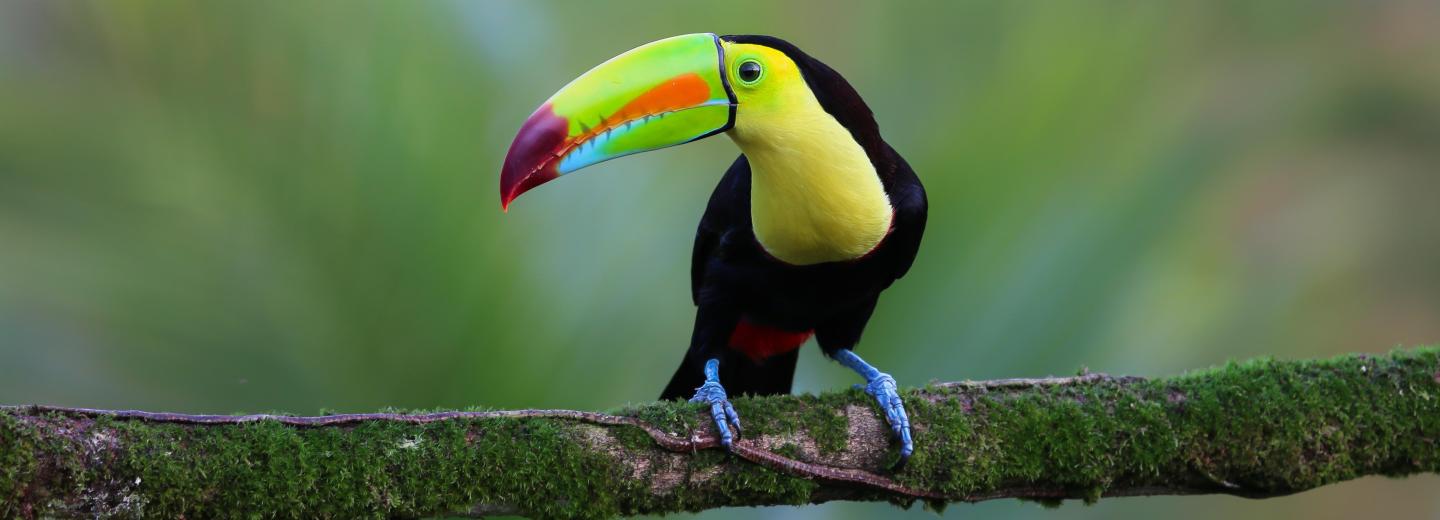 © Eurotours Costa Rica & Panama - Rundreise & Segelkreuzfahrt