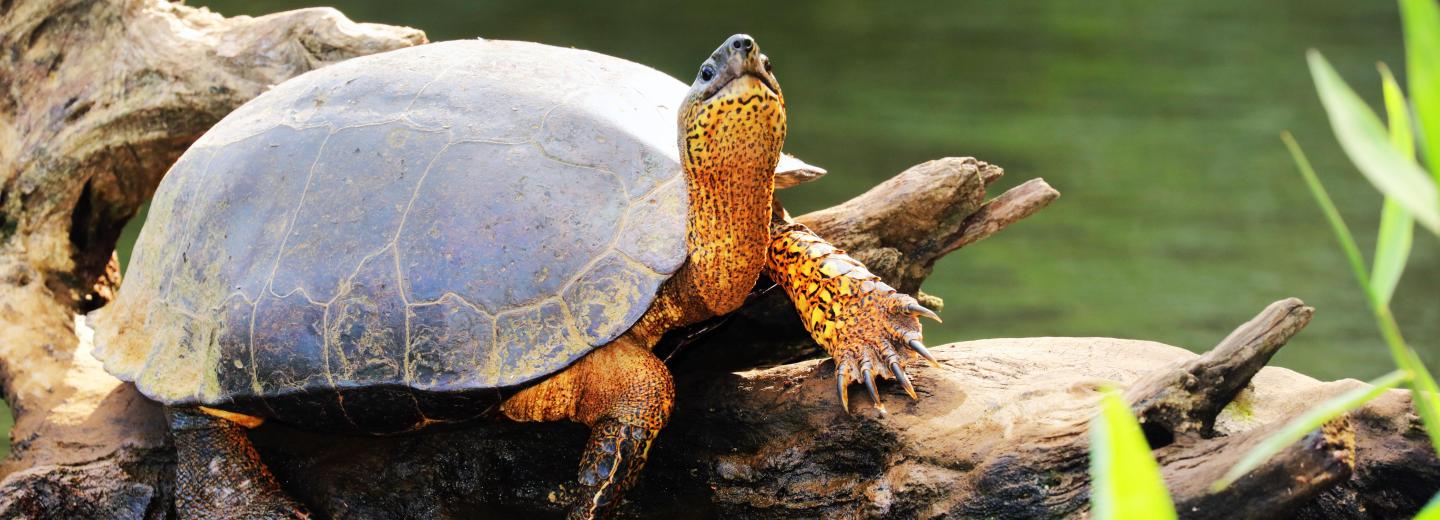 © Eurotours Costa Rica & Panama - Rundreise & Segelkreuzfahrt