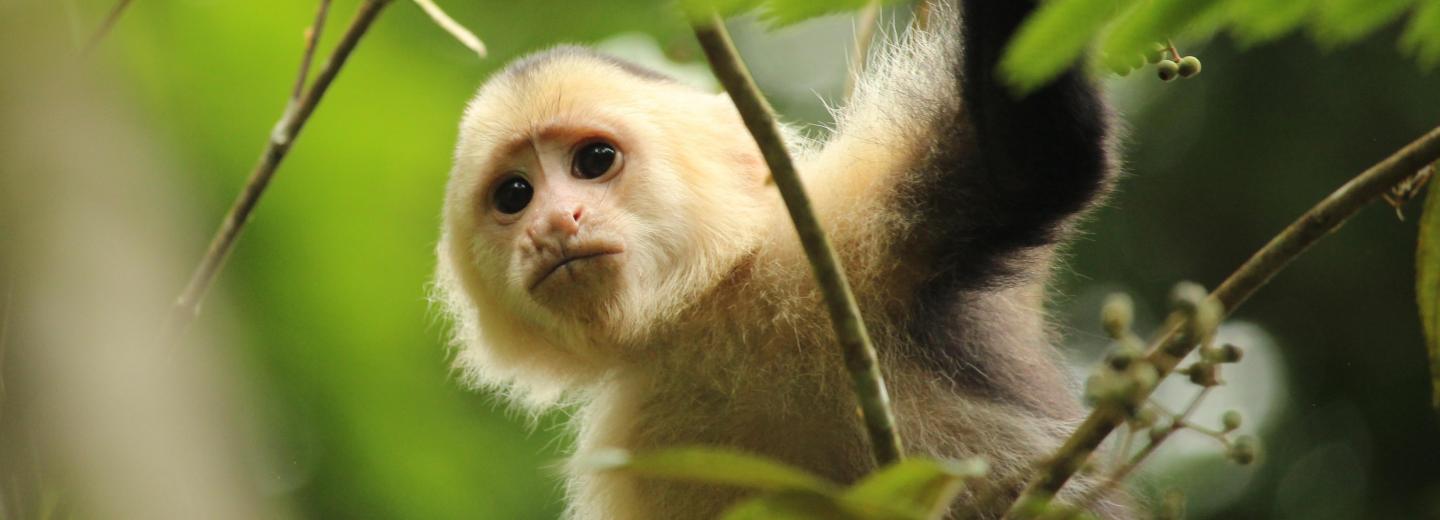 © Eurotours Costa Rica & Panama - Rundreise & Segelkreuzfahrt