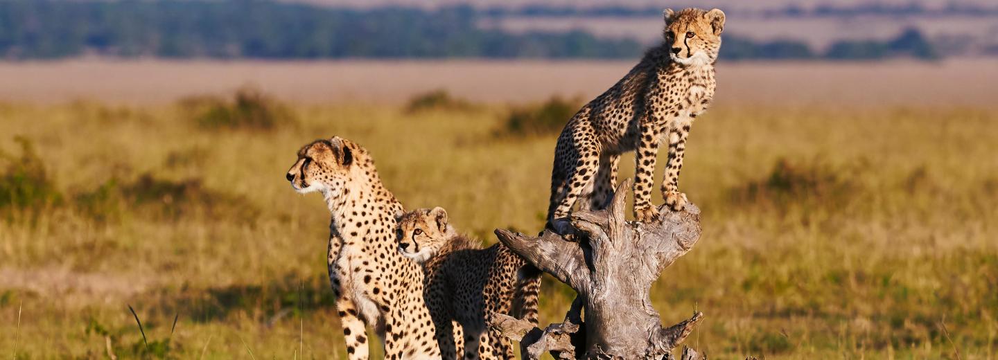 © Eurotours Indischer Ozean & Südafrika - Luxuskreuzfahrt & Safari