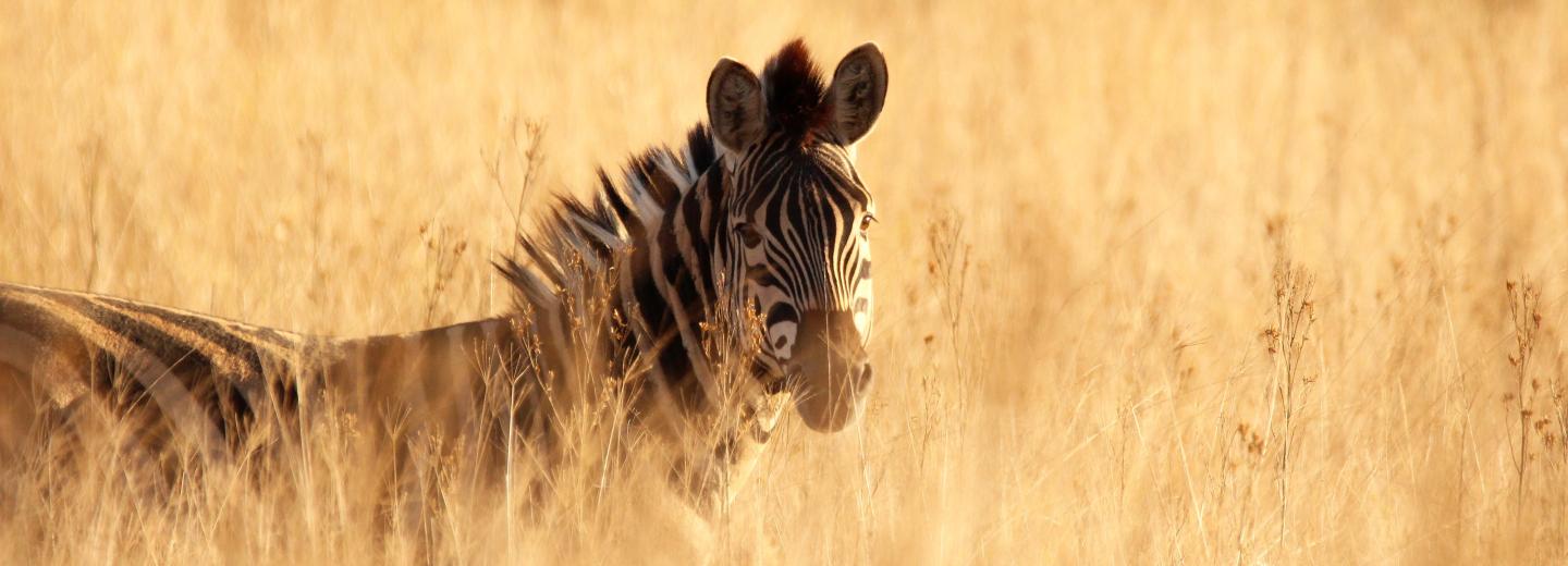 © Eurotours Indischer Ozean & Südafrika - Luxuskreuzfahrt & Safari