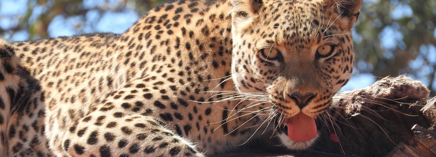 © Eurotours Kenya - szafari & tengerparti nyaralás