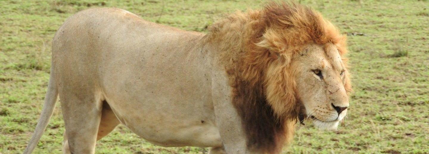 © Eurotours Kenya - szafari & tengerparti nyaralás