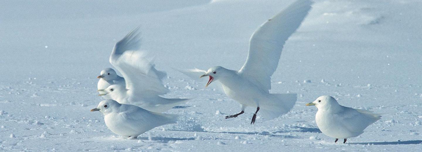 © Van meurs Spitzbergen & Oslo - Expeditionskreuzfahrt & City-Trip