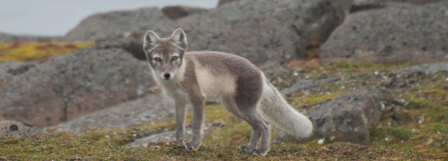 © Erwin Vermeulen Spitzbergen & Oslo - Expeditionskreuzfahrt & City-Trip