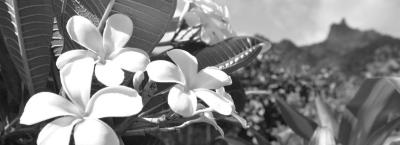 9814750/plumeria-bluete-tahiti-gettyimages-938779332_1739343269654.jpg