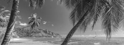 9814750/tahiti-palmen-strand-istock-91739407-xlarge-0_1740133644341.jpg
