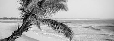 9817070/gambia-strand-palme-gettyimages-1021359218-0_1743162409655.jpg