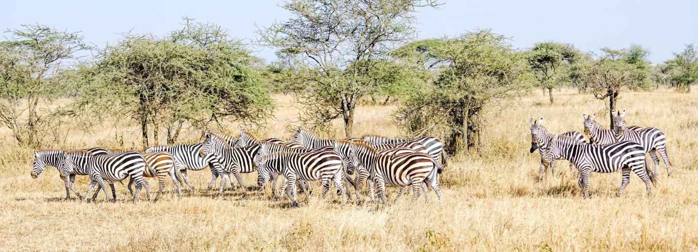 © Eurotours Tansania - Safari