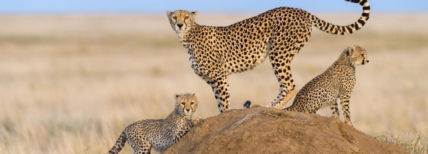 © Eurotours Tanzánia - szafari
