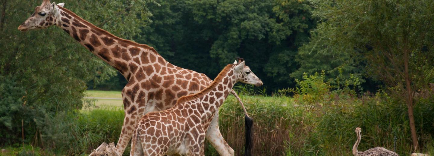 © Eurotours Tanzánia - szafari