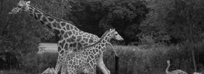 9817073/giraffe-gettyimages-507854823_1743169653688.jpg