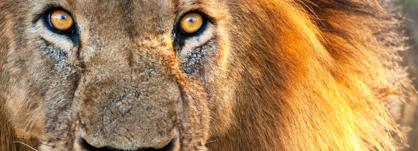 © Eurotours Tanzánia - szafari