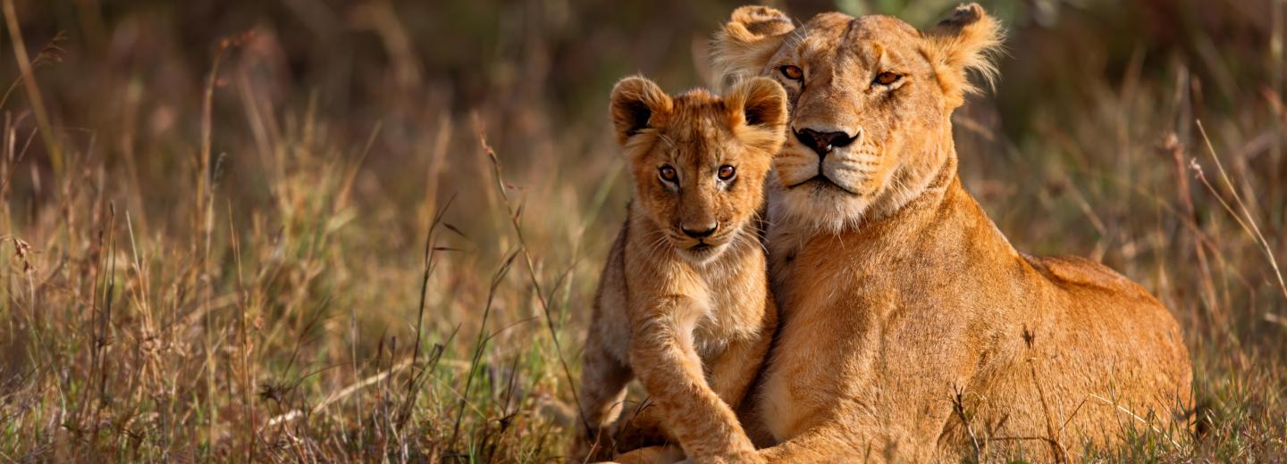 © Eurotours Tanzánia - szafari