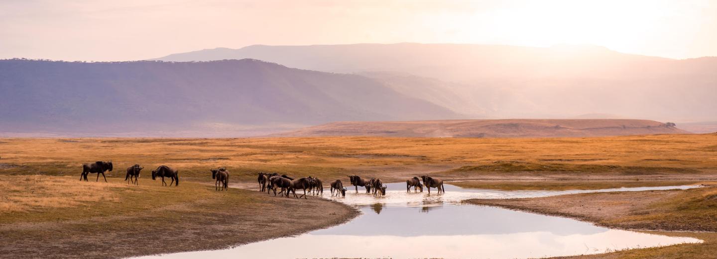 © Eurotours Tansania - Safari