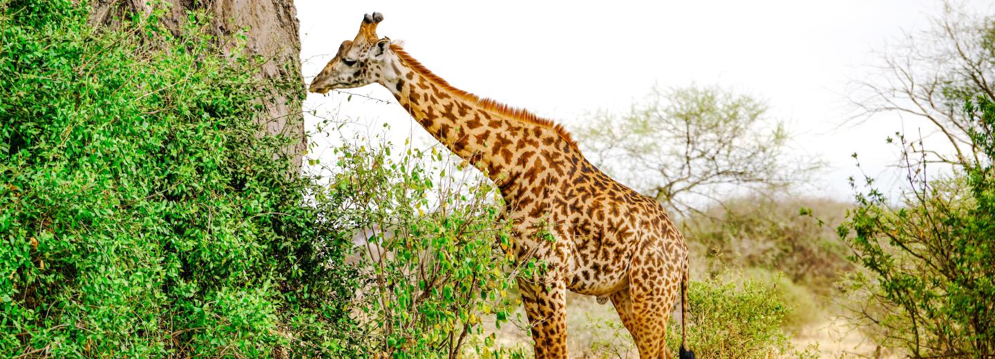 © Eurotours Tanzánia & Zanzibár - szafari és tengerparti nyaralás