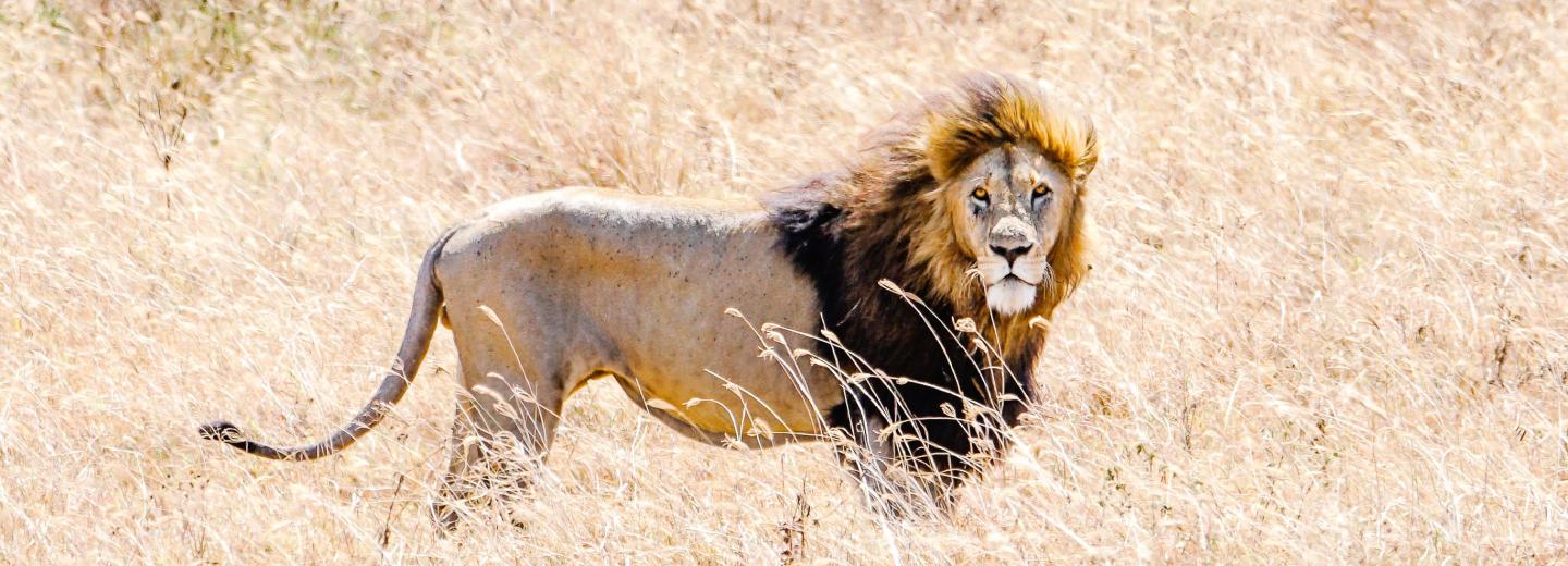 © Eurotours Tanzánia & Zanzibár - szafari és tengerparti nyaralás