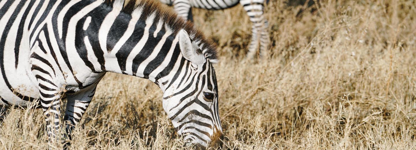 © Eurotours Tanzánia & Zanzibár - szafari és tengerparti nyaralás