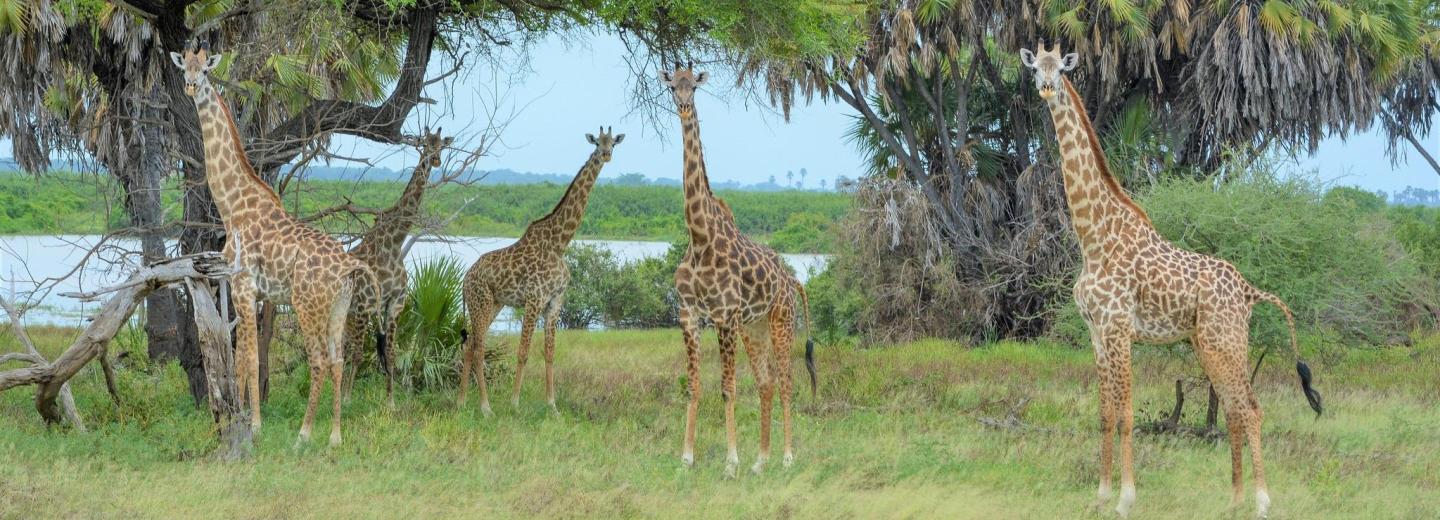 © Eurotours Tanzánia & Zanzibár - szafari és tengerparti nyaralás