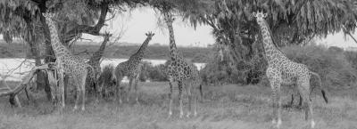 9817514/giraffe2_1749194987126.jpg