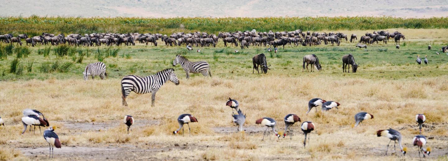 © Eurotours Tanzánia & Zanzibár - szafari és tengerparti nyaralás a Dream of Zanzibar ***** -ban