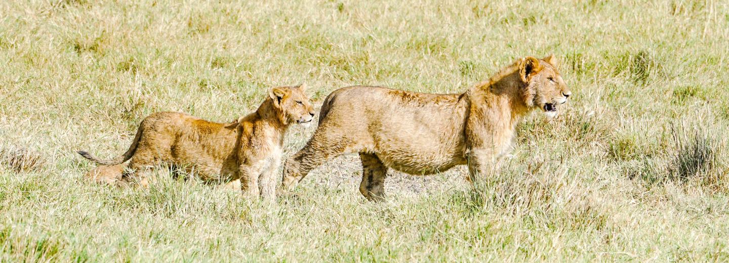© Eurotours Tanzánia & Zanzibár - szafari és tengerparti nyaralás a Dream of Zanzibar ***** -ban
