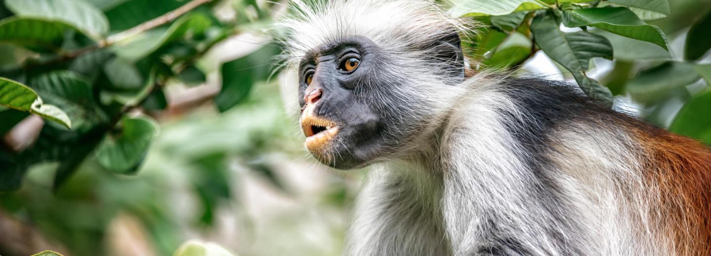 © Eurotours Tanzánia & Zanzibár - szafari és tengerparti nyaralás a Dream of Zanzibar ***** -ban
